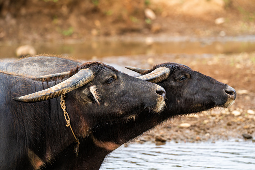 Water Buffalo, South East Asia