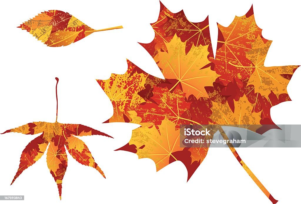 Autumn Leaves on White Autumn leaves on a white background. Leaves are on separate layers with a leaf-shaped clipping mask revealing the leaf texture. Autumn stock vector