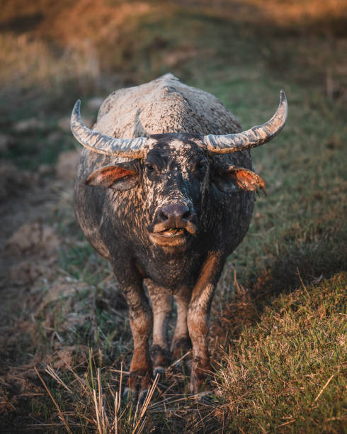 Water Buffalo, South East Asia