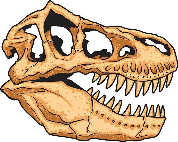 Vector illustration of t-rex skull