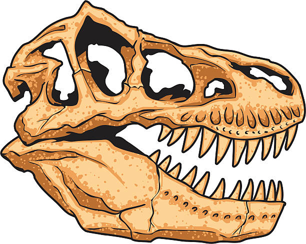 Trex Skull向量圖形及更多恐龍圖片- 恐龍, 化石, 矢量圖- iStock