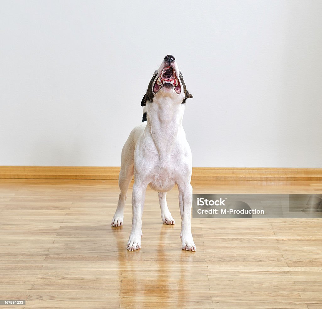 Jack russell terrier Welpe Blick - Lizenzfrei Aktivitäten und Sport Stock-Foto
