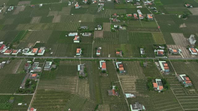 Aerial video of Pitaya garden, Tien Giang province