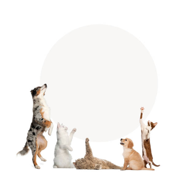 istock Cats and dogs in front of a blank sign 167594604
