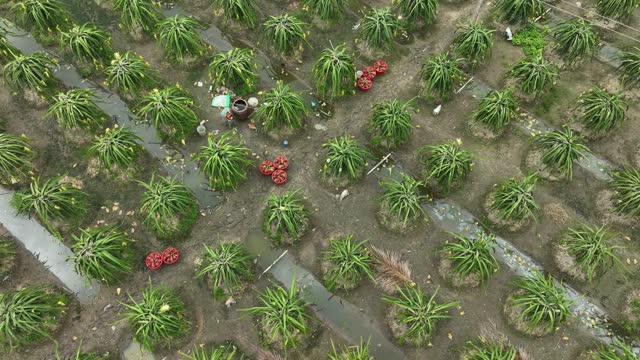 Aerial view of harvesting dragon fruit