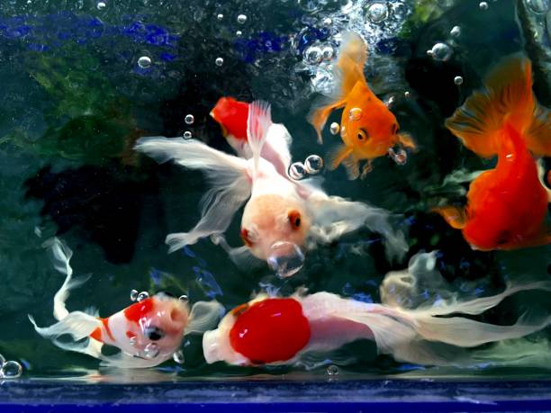 istock Beautiful fish in thailand 1675953444