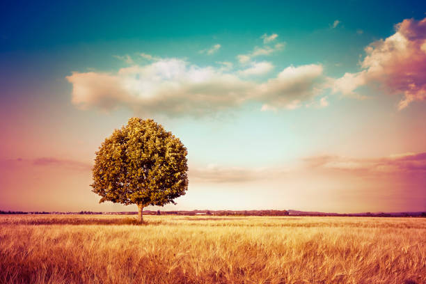 istock Isolated tree in a golden tuscany wheat field - (Italy) - toned image with copy space 1675953481