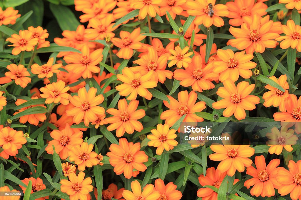 Flores de Orange - Foto de stock de Amarillo - Color libre de derechos
