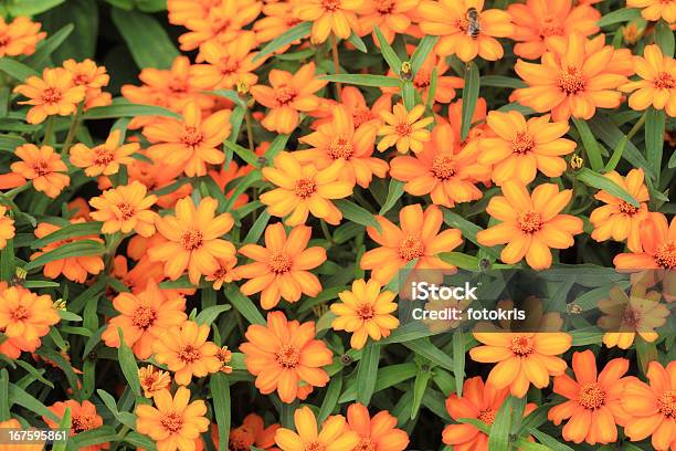 Flores De Orange Foto de stock y más banco de imágenes de Amarillo - Color - Amarillo - Color, Belleza de la naturaleza, Botánica