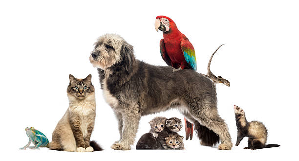 istock Group of pets - Dog, cat, bird, reptile, rabbit 167596037