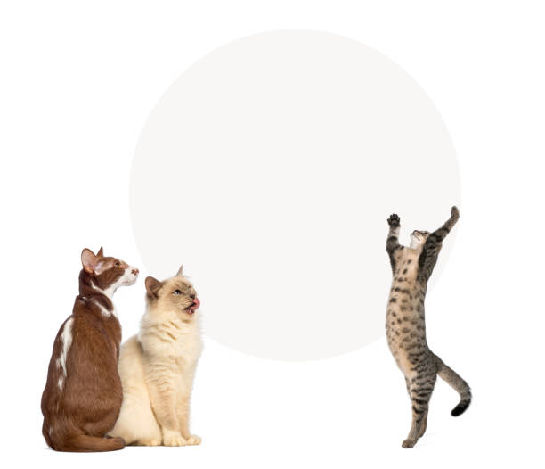 istock Cats in front of a blank sign, isolated on white 167596240