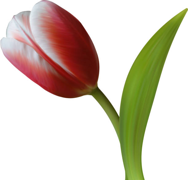 istock Close up of Tulip flower on white background 167597738