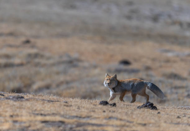 istock Tibetan sand fox from North Sikkim 1675979295