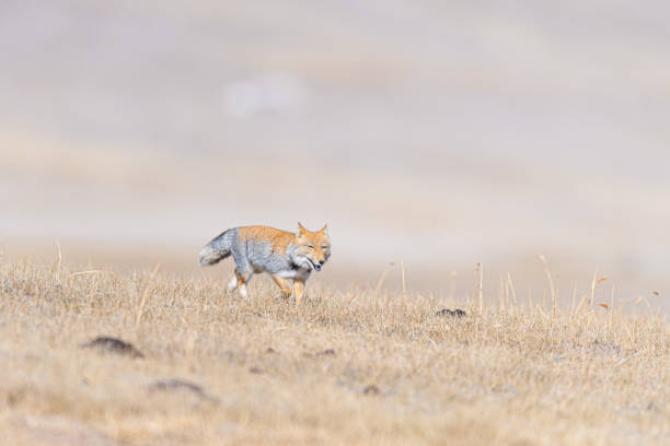 istock Tibetan sand fox from North Sikkim 1675979737