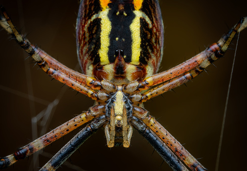 Macrophotography of a Wasp Spider (Argiope bruennichi). Extremely close-up and details.
