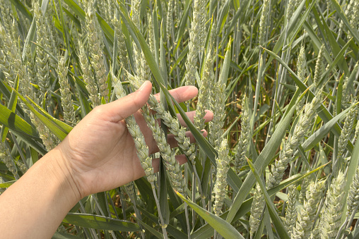 Farmer hand holding un ripe green wheat ears in the field checking the quality after put fertiliser in the field. Close up photo.