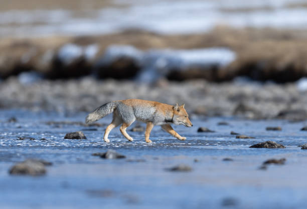 istock Tibetan sand fox from North Sikkim 1675981448