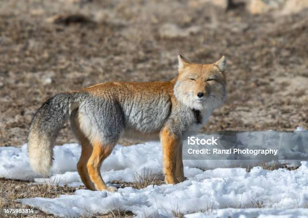 Tibetan Sand Fox From North Sikkim Stock Photo - Download Image Now - Winter, Animal Wildlife, Color Image