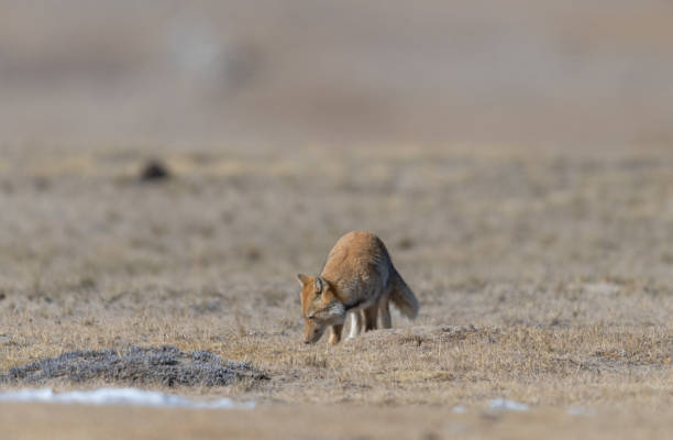 istock Tibetan sand fox from North Sikkim 1675984920