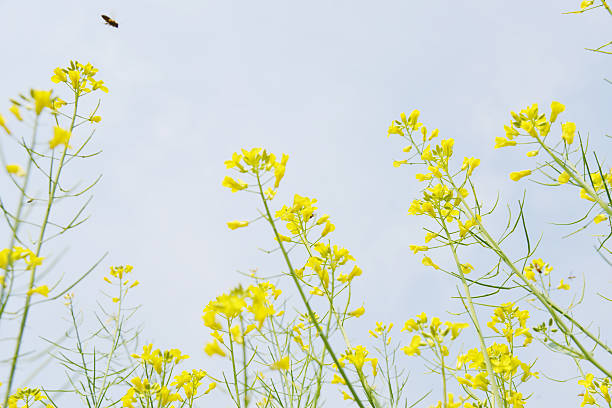 Rapeseed flower in  field stock photo