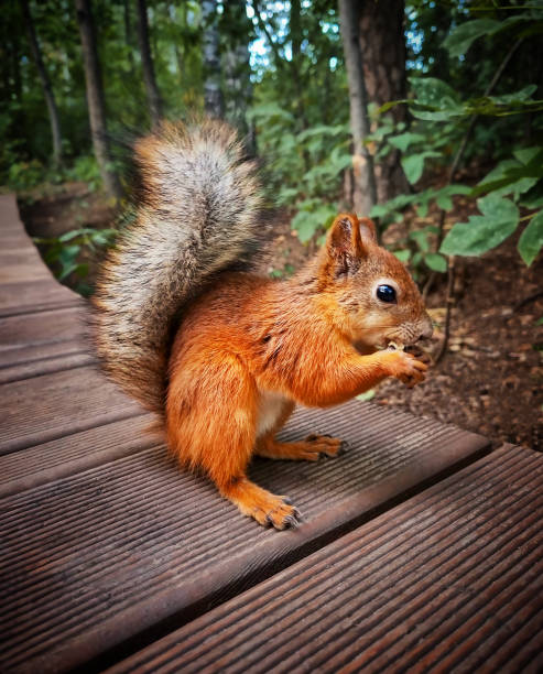 écureuil unique au corps mince, queue touffue et grands yeux noirs foncés avec une fourrure orange douce et soyeuse assis sur le sentier - squirrel red squirrel black forest forest photos et images de collection