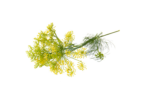 dill blooms with yellow flowers isolated on white background. Fresh green dill , Yellow dill flowers
