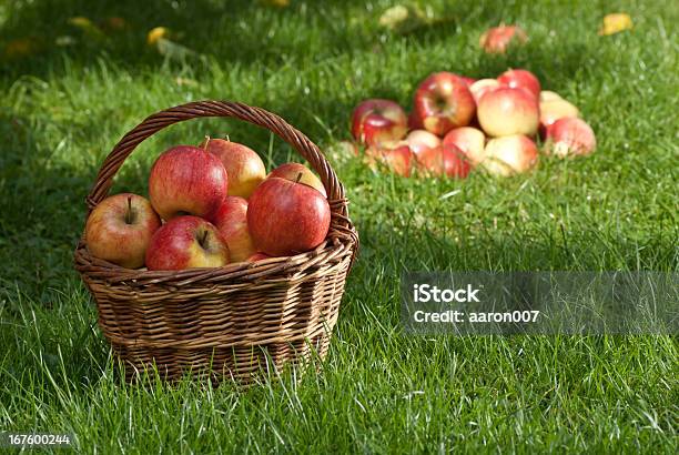 Jabłka - zdjęcia stockowe i więcej obrazów Bez ludzi - Bez ludzi, Czerwony, Dojrzały