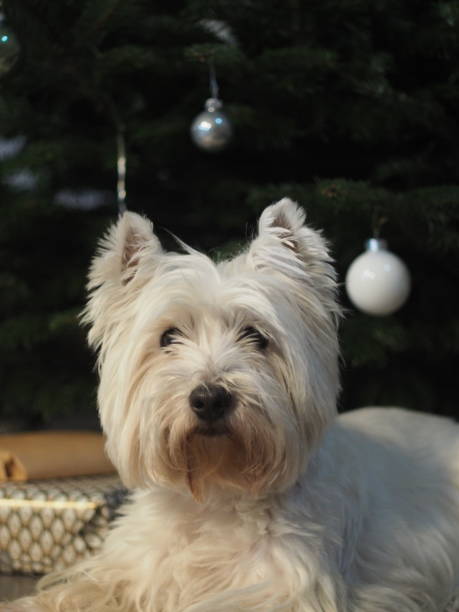 istock Westie West Highland White Terrier 1676005551