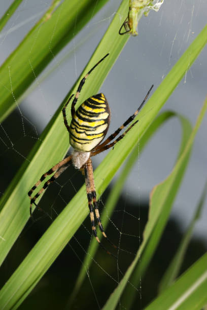 istock Female Wasp spider (Nagakoganegumo, Argiope bruennichi) spider. Bright grass field background (Wildlife closeup macro photograph) 1676005909