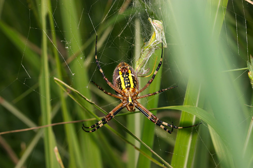 Belly side of female Wasp spider (Nagakoganegumo, Argiope bruennichi) spider. Bright grass field background (Wildlife closeup macro photograph)