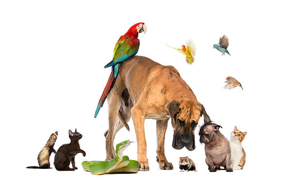 istock Group of pets together isolated on white 167600936