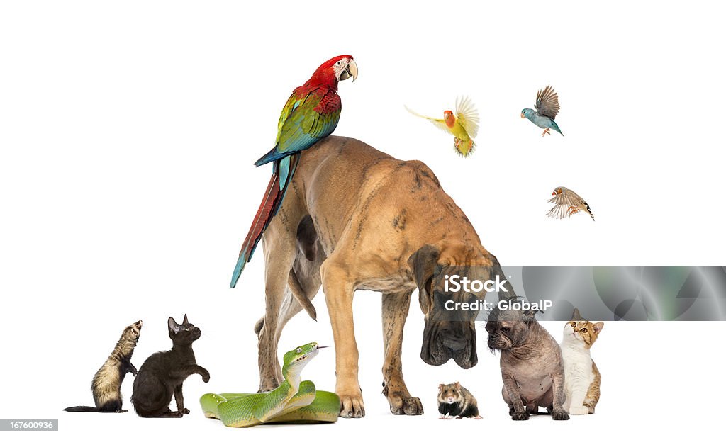 Group of pets together isolated on white Dog Stock Photo