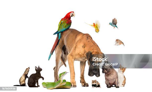 Group Of Pets Together Isolated On White Stock Photo - Download Image Now - Dog, Group Of Animals, Animal