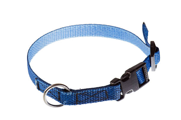 blue collar for a small dog blue collar for a small dog that is isolated on white collar stock pictures, royalty-free photos & images