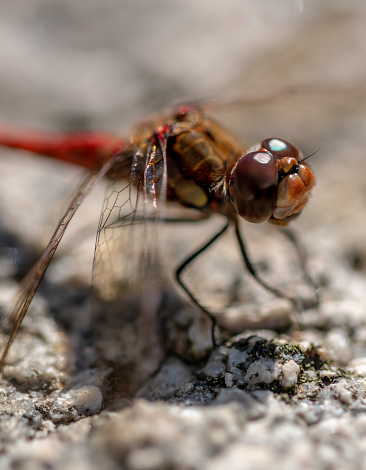 Macro detail of a Common Darter Dragonfly