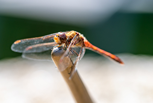 Common Darter Dragonfly sitting on a sundial