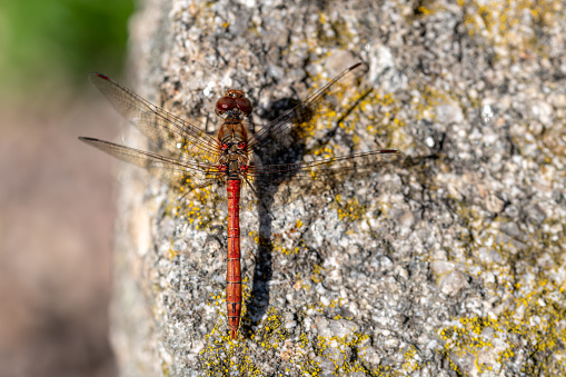 Common Darter Dragonfly