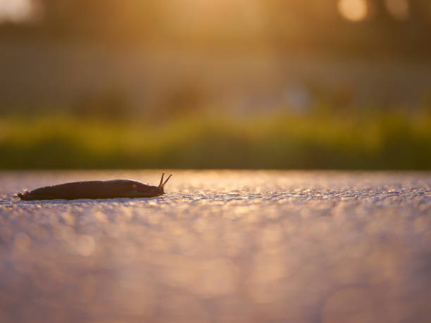 Close up of a snail on asphalt