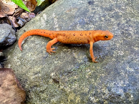 Commonly known as the eastern newt, It frequents small lakes, ponds, and streams or nearby wet forests. The eastern newt produces tetrodotoxin, which makes the species unpalatable to predatory fish and crayfish. It has a lifespan of 12 to 15 years in the wild, and it may grow to 5 in in length.