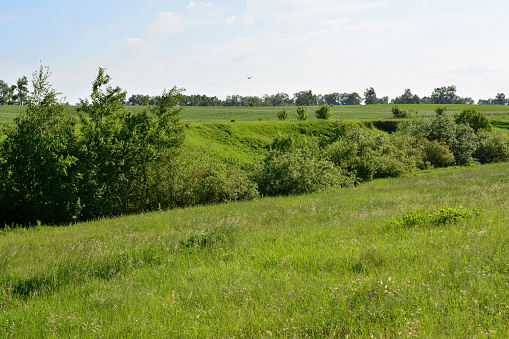 rolling landscape with green grass and trees and horizon line copy space