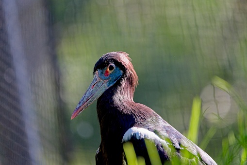 Abdim’s stork (Ciconia abdimii)