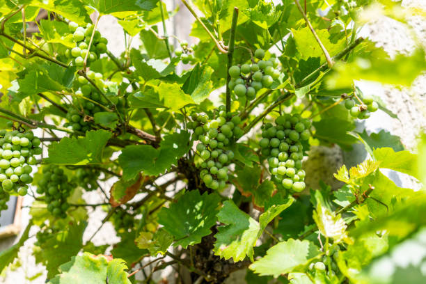 istock Organic Grapes in a Vineyard 1676023070