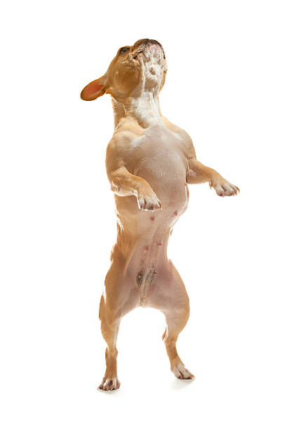 istock French Bulldog on Hind Legs 167602740