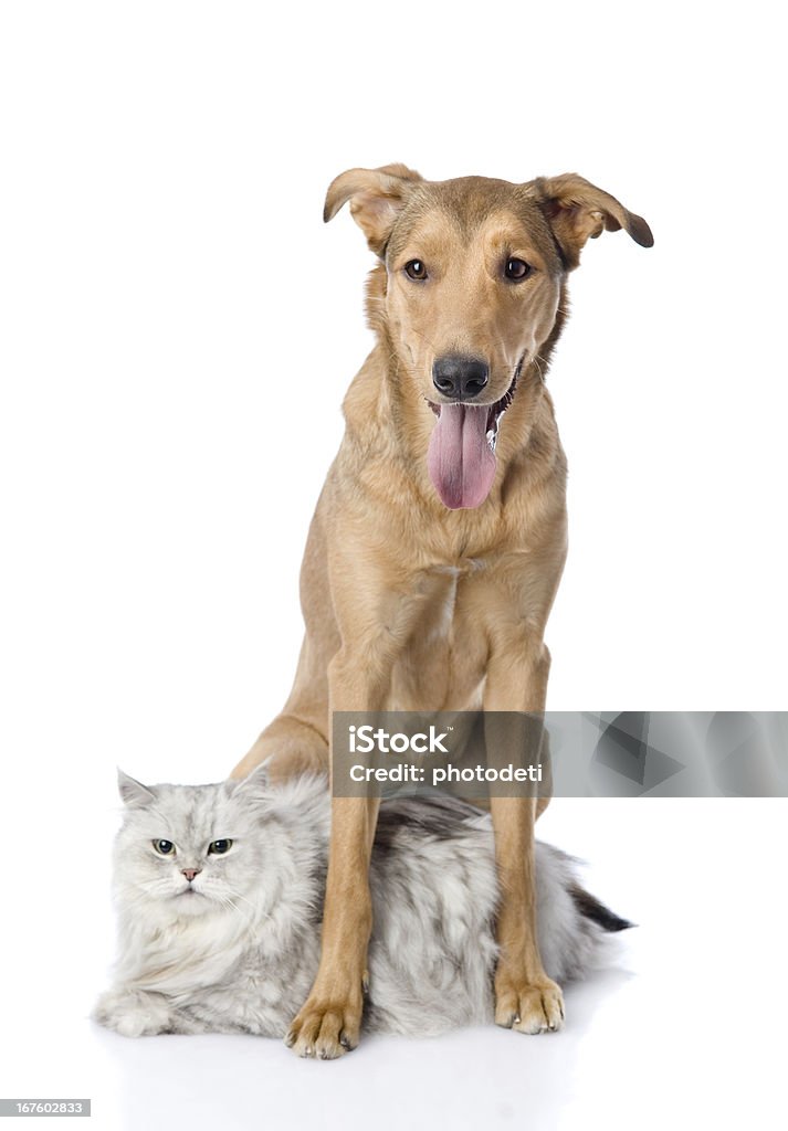 Pies chroni kota. - Zbiór zdjęć royalty-free (Białe tło)