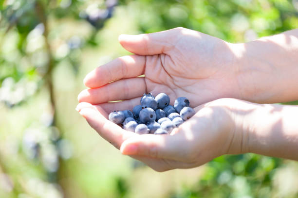 istock Juicy and fresh blueberries. 1676033825