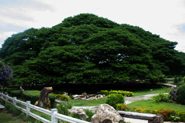 Giant samanea saman plants or large massive rain trees or big monkey pod tree over 100 years old in garden park for thai people travelers travel visit at Dan Makham Tia city in Kanchanaburi, Thailand