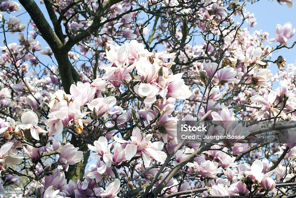 Blossom of pink magnolia Bäumen - Lizenzfrei Baum Stock-Foto