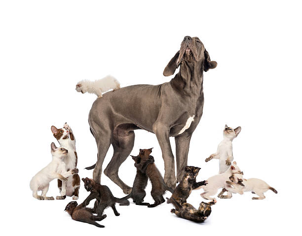 istock Great Dane standing in the middle of cats playing 167604749