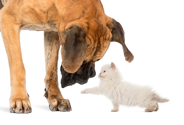 istock Great Dane looking at a kitten, isolated on white 167604771
