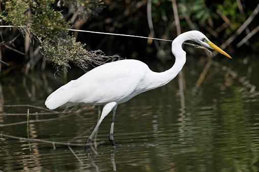 Great egret (Egretta alba)